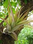 TILLANDSIA : BRACHYCAULIS VAR. MULTIFLORA